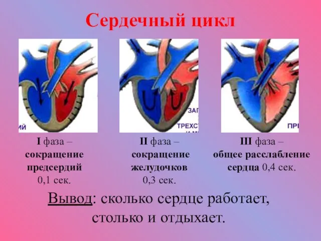 Сердечный цикл I фаза – сокращение предсердий 0,1 сек. II фаза