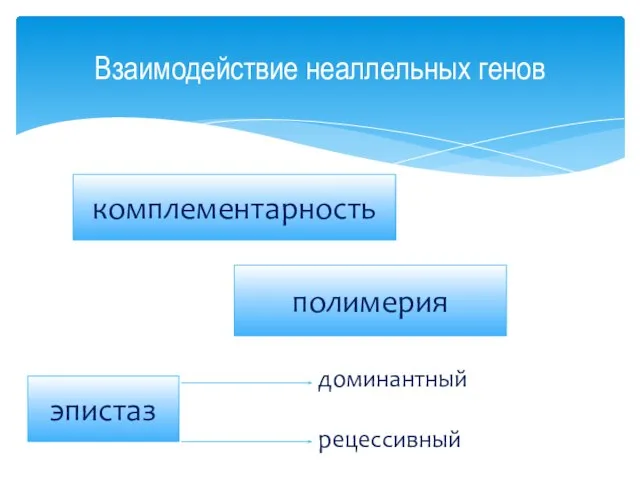 Взаимодействие неаллельных генов комплементарность полимерия эпистаз доминантный рецессивный