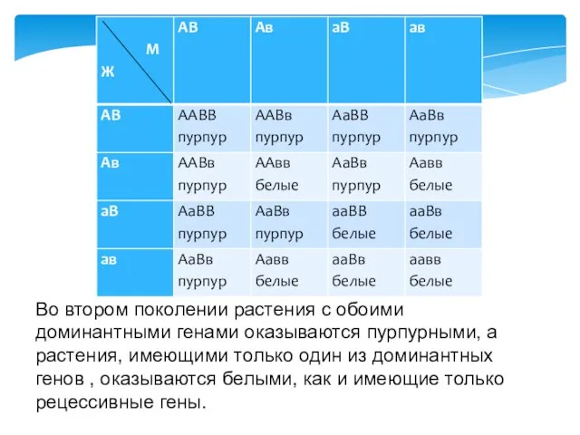 Во втором поколении растения с обоими доминантными генами оказываются пурпурными, а