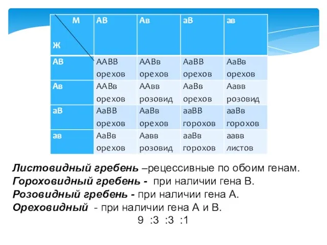 Листовидный гребень –рецессивные по обоим генам. Гороховидный гребень - при наличии