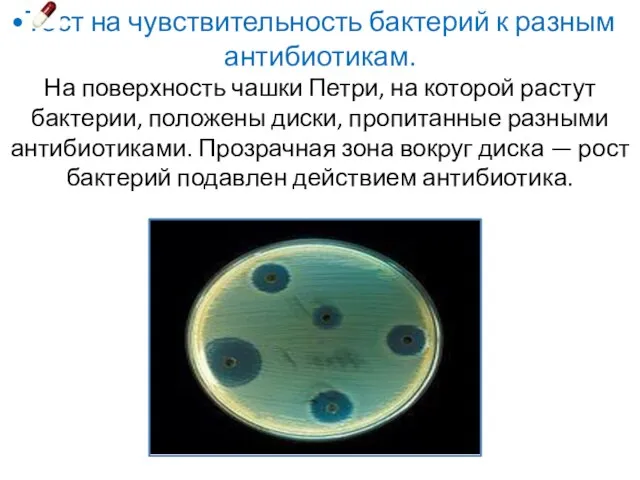 Тест на чувствительность бактерий к разным антибиотикам. На поверхность чашки Петри,