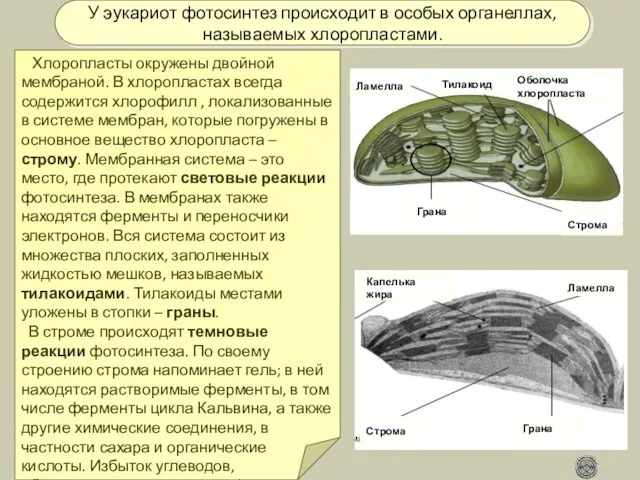 Строма Строма Грана Грана Тилакоид Ламелла Ламелла Оболочка хлоропласта Капелька жира