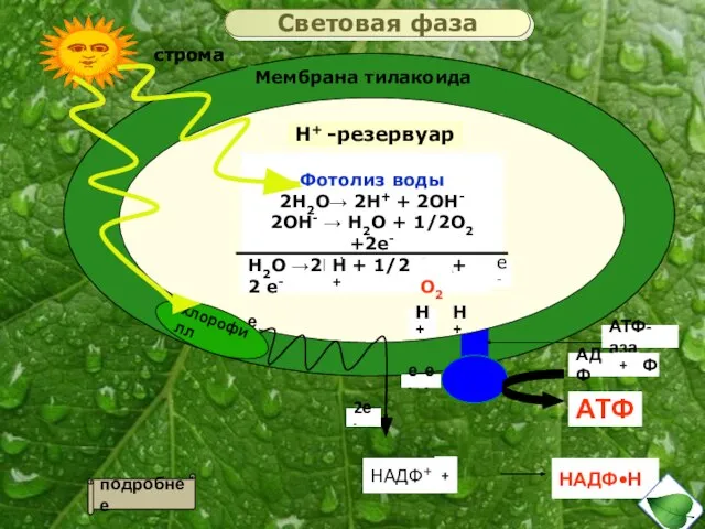 Мембрана тилакоида строма Н+ -резервуар АТФ-аза Н+ -резервуар 2е- е- е-