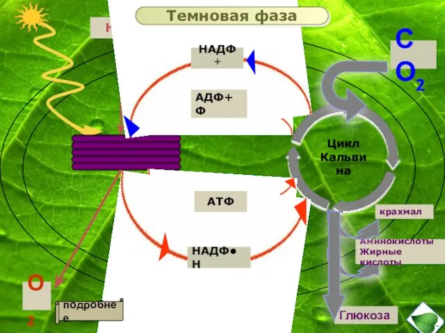 Н2О О2 Цикл Кальвина СО2 крахмал Аминокислоты Жирные кислоты Глюкоза НАДФ+