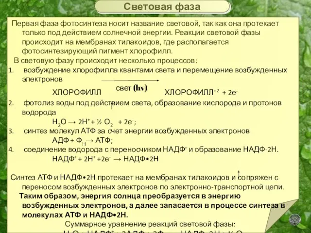 Первая фаза фотосинтеза носит название световой, так как она протекает только