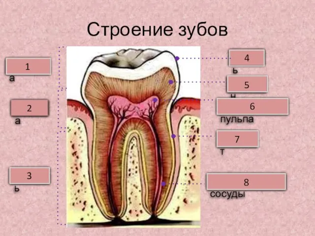 Строение зубов Коронка Шейка Корень Зубная пульпа Дентин Эмаль 2 3