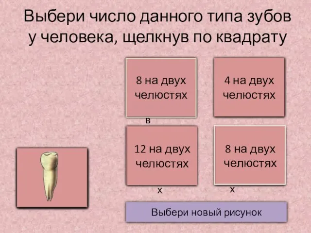 Выбери число данного типа зубов у человека, щелкнув по квадрату Выбери