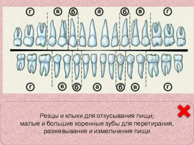 Классификация зубов а – резцы; б – клыки; в- малые коренные;