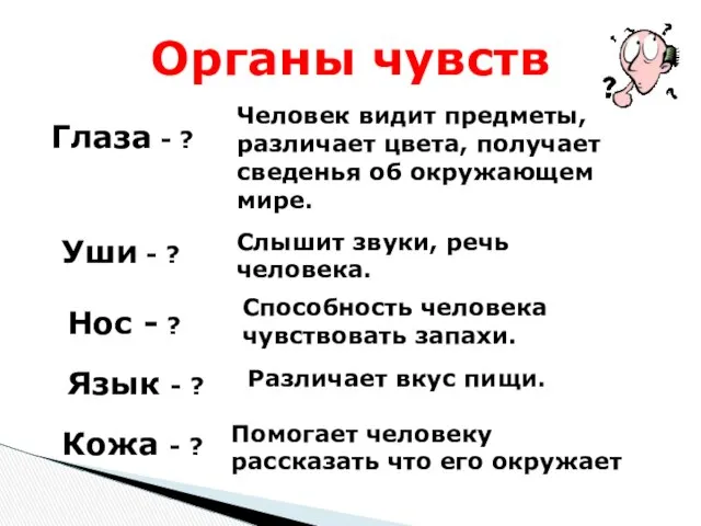 Глаза - ? Органы чувств Человек видит предметы, различает цвета, получает