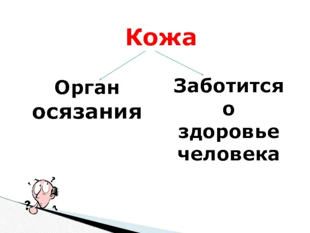 Кожа Орган осязания Заботится о здоровье человека