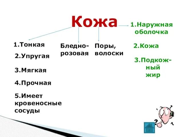 Кожа 1.Тонкая 2.Упругая 3.Мягкая 4.Прочная 5.Имеет кровеносные сосуды Бледно- розовая Поры,