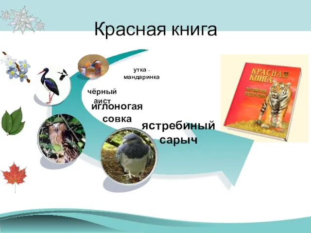 Красная книга