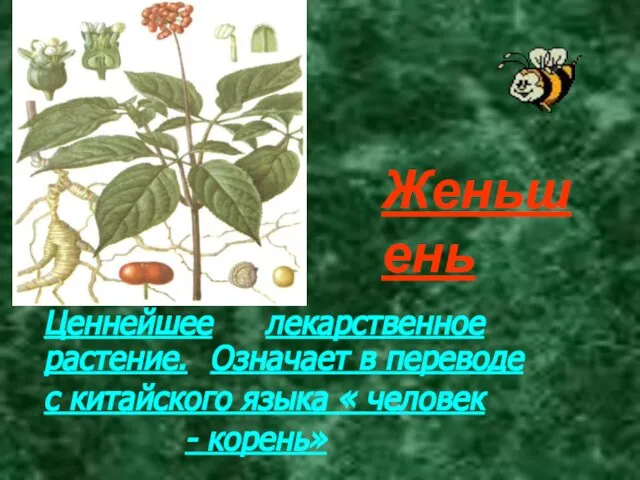 Женьшень Ценнейшее лекарственное растение. Означает в переводе с китайского языка « человек - корень»