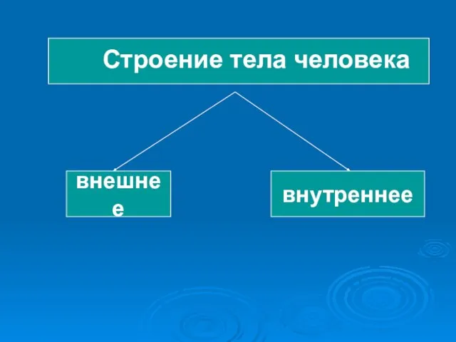 внешнее внутреннее Строение тела человека