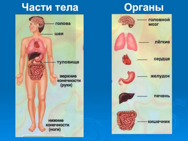 Части тела Органы