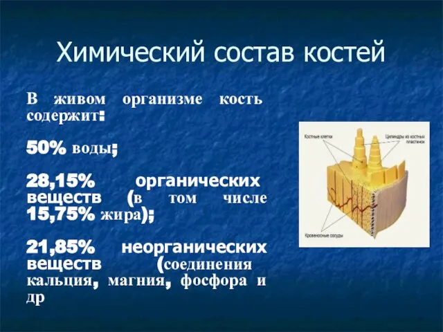 Химический состав костей В живом организме кость содержит: 50% воды; 28,15%