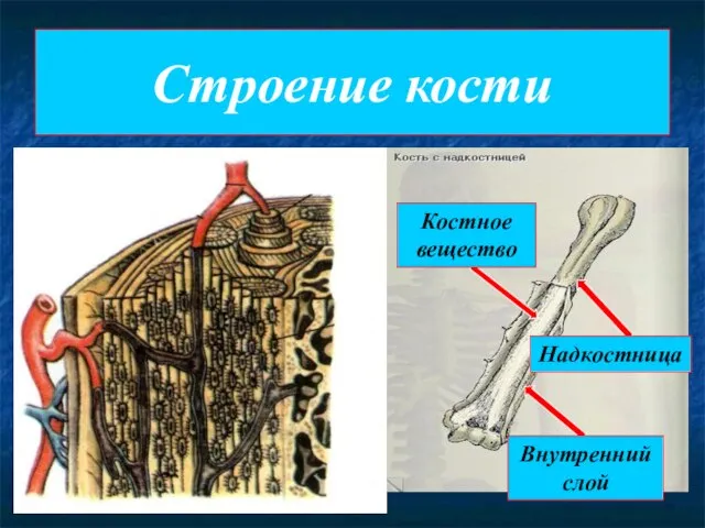 Строение кости Надкостница Костное вещество Внутренний слой