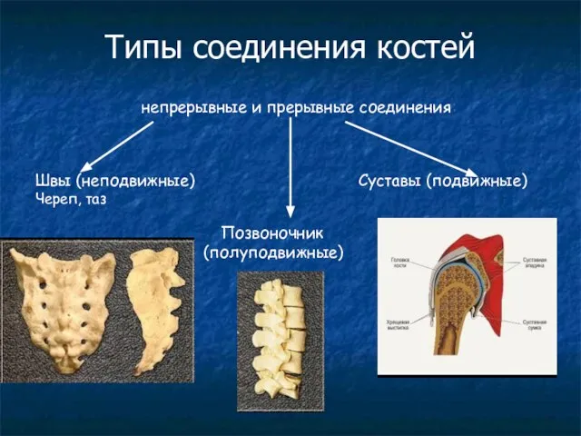 Типы соединения костей непрерывные и прерывные соединения: Швы (неподвижные) Суставы (подвижные) Череп, таз Позвоночник (полуподвижные)