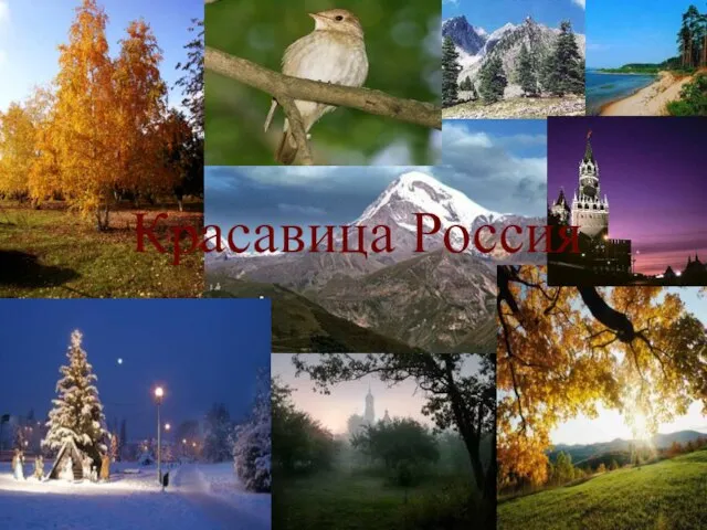 Красавица Россия