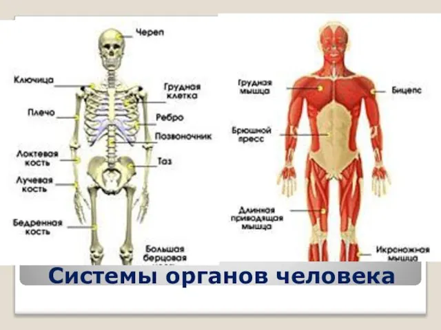 Системы органов человека