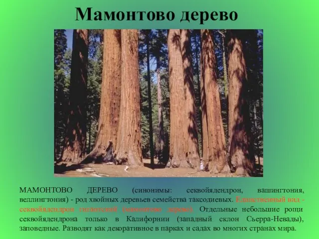 Мамонтово дерево МАМОНТОВО ДЕРЕВО (синонимы: секвойядендрон, вашингтония, веллингтония) - род хвойных