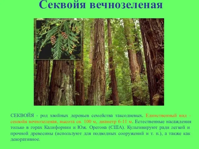 Секвойя вечнозеленая СЕКВОЙЯ - род хвойных деревьев семейства таксодиевых. Единственный вид