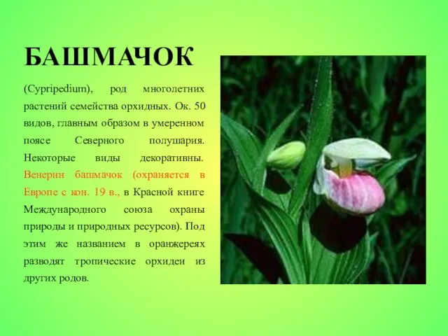 БАШМАЧОК (Cypripedium), род многолетних растений семейства орхидных. Ок. 50 видов, главным