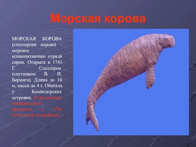 Морская корова МОРСКАЯ КОРОВА (стеллерова корова) - морское млекопитающее отряда сирен.