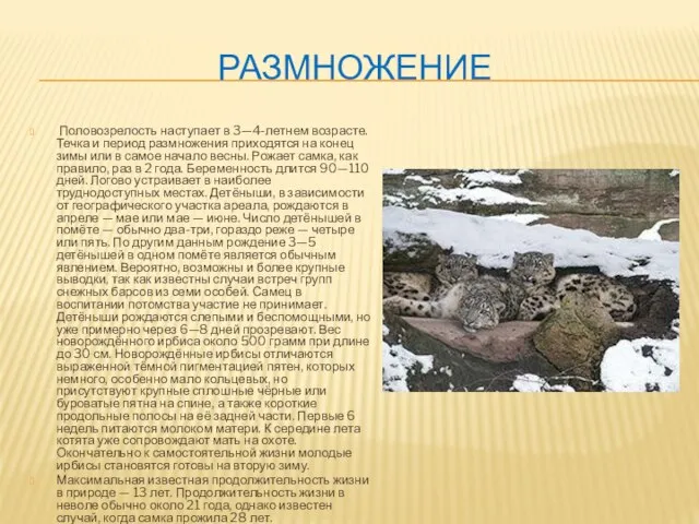 РАЗМНОЖЕНИЕ Половозрелость наступает в 3—4-летнем возрасте. Течка и период размножения приходятся