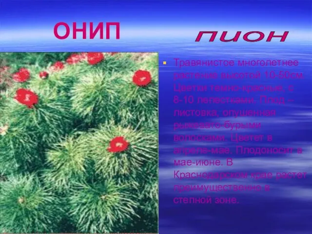 ОНИП Травянистое многолетнее растение высотой 10-50см. Цветки темно-красные, с 8-10 лепестками.