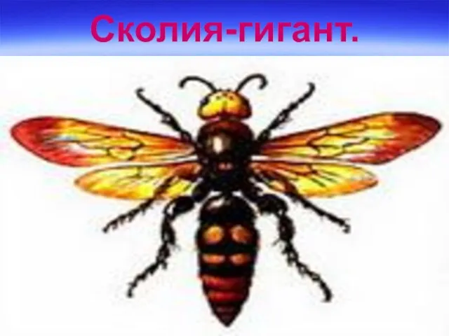 Сколия-гигант.