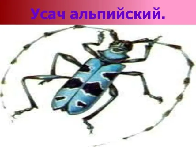 Усач альпийский.