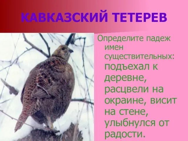 КАВКАЗСКИЙ ТЕТЕРЕВ Определите падеж имен существительных: подъехал к деревне, расцвели на