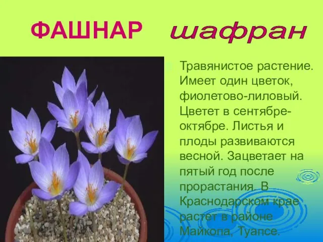 ФАШНАР Травянистое растение. Имеет один цветок, фиолетово-лиловый. Цветет в сентябре-октябре. Листья