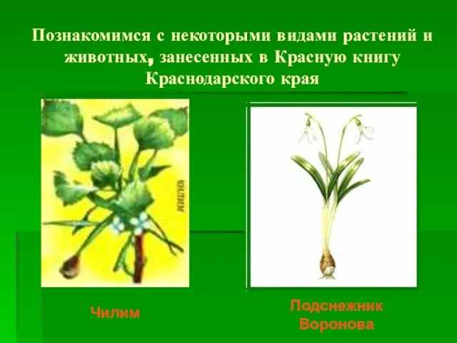 Познакомимся с некоторыми видами растений и животных, занесенных в Красную книгу Краснодарского края Чилим Подснежник Воронова