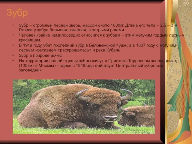 Зубр Зубр – огромный лесной зверь, массой около 1000кг. Длина его