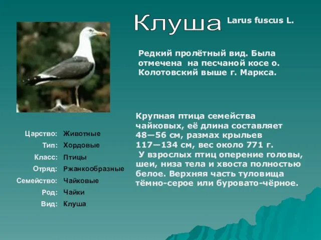 Клуша Larus fuscus L. Крупная птица семейства чайковых, её длина составляет
