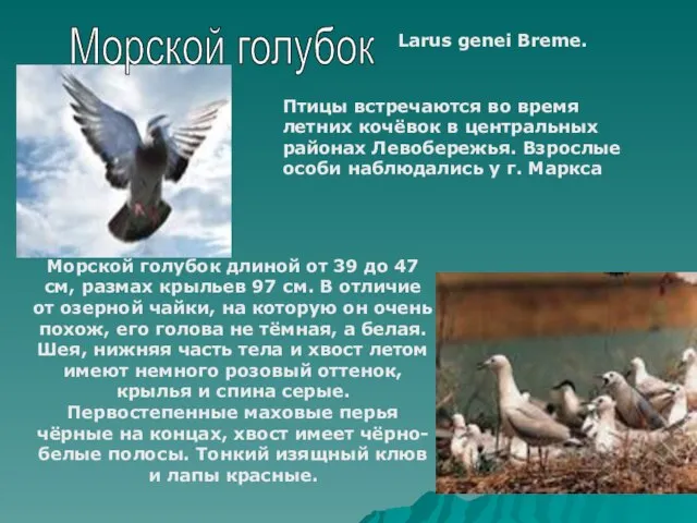 Морской голубок Larus genei Breme. Птицы встречаются во время летних кочёвок