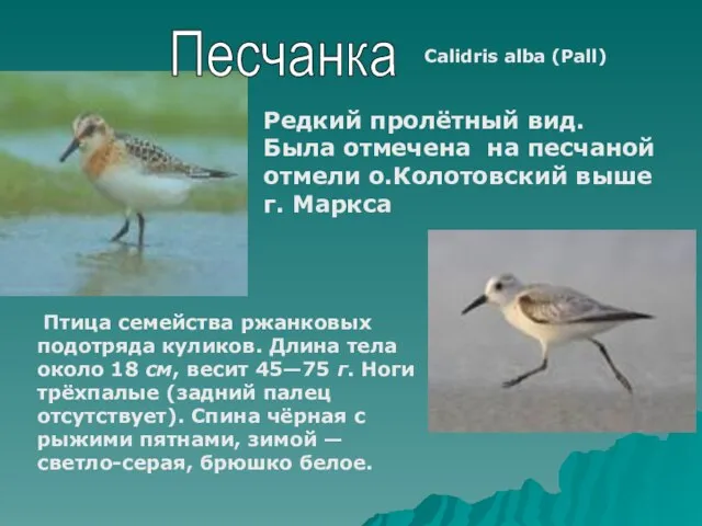 Calidris alba (Pall) Редкий пролётный вид. Была отмечена на песчаной отмели