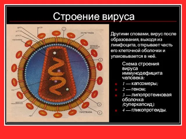 Строение вируса Схема строения вируса иммунодефицита человека: 1 — капсомеры; 2