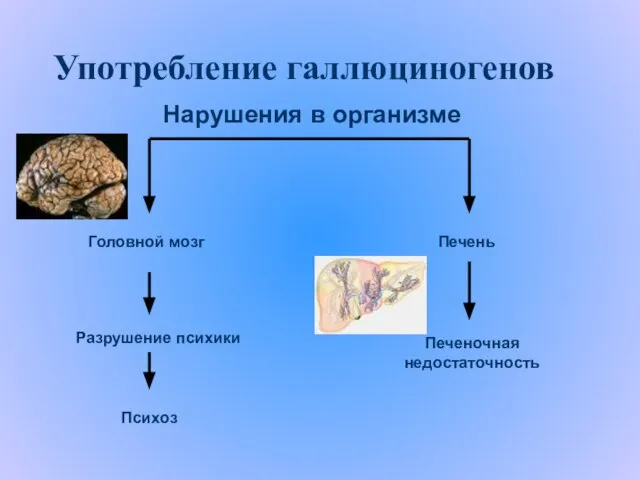 Употребление галлюциногенов Головной мозг Психоз Печень Печеночная недостаточность Разрушение психики Нарушения в организме