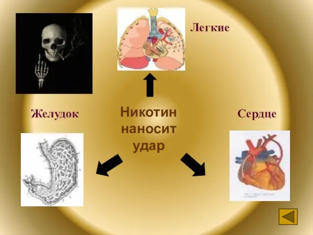 Никотин наносит удар Легкие Желудок Сердце