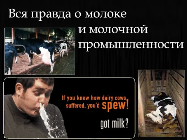 Вся правда о молоке и молочной промышленности