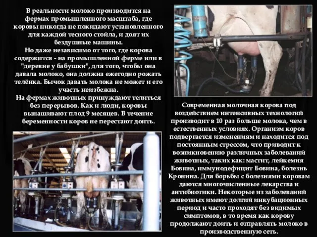 В реальности молоко производится на фермах промышленного масштаба, где коровы никогда