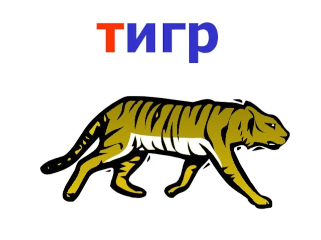 тигр