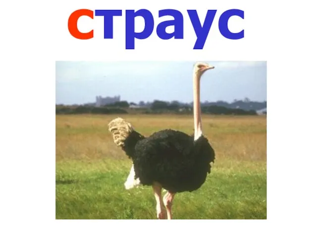 страус