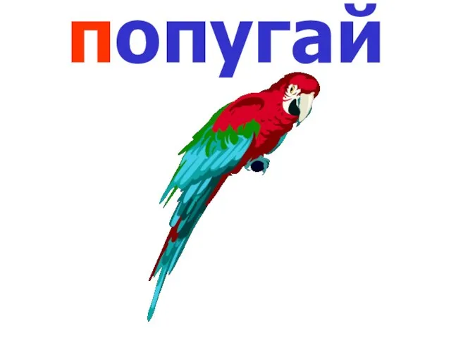 попугай