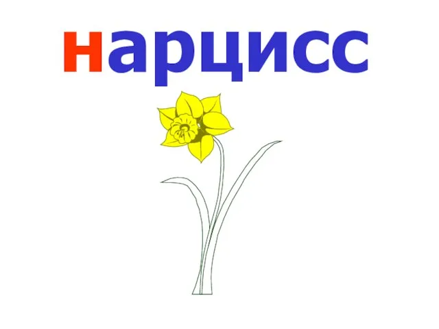 нарцисс