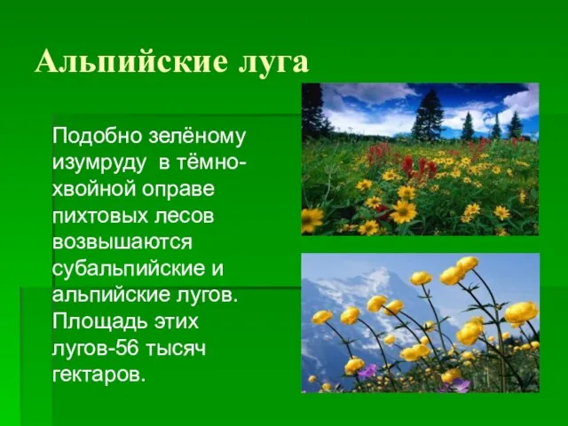 Альпийские луга Подобно зелёному изумруду в тёмно-хвойной оправе пихтовых лесов возвышаются