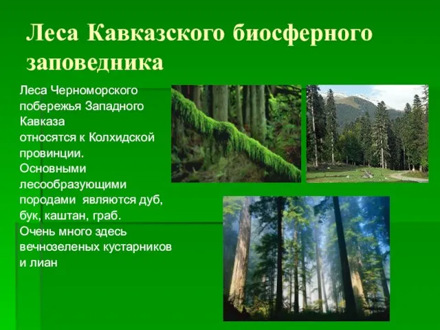 Леса Кавказского биосферного заповедника Леса Черноморского побережья Западного Кавказа относятся к